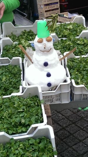 Weihnachtsmann